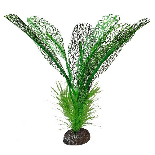 Plante Betta de qualité supérieure, dentelle de Madagascar, 15 cm (6 po)