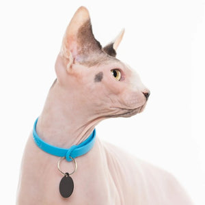 Nuvuq Collier ajustable avec attache de sécurité pour chat, Bleu bleuet