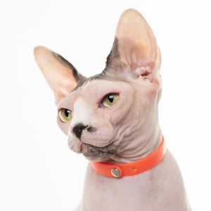 Nuvuq Collier ajustable avec attache de sécurité pour chat, Orange tangerine