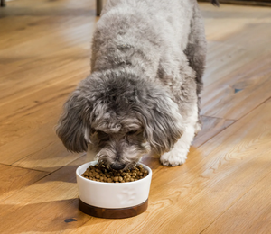 Open Farm nourriture pour chien - Poisson blanc et Légumes sans grain