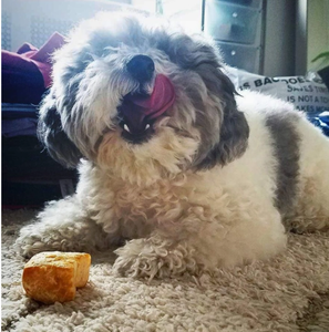 Yeti Puff and PLay - Recharge de fromage de yak 30 morceaux