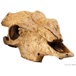 Cachette Exo Terra en forme de crâne de bison - Boutique Le Jardin Des Animaux -DécorationBoutique Le Jardin Des AnimauxPT2857