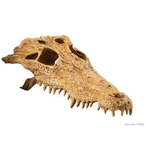 Cachette Exo Terra en forme de crâne de crocodile - Boutique Le Jardin Des Animaux -DécorationBoutique Le Jardin Des AnimauxPT2856