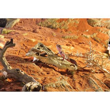 Charger l&#39;image dans la galerie, Cachette Exo Terra en forme de crâne de crocodile - Boutique Le Jardin Des Animaux -DécorationBoutique Le Jardin Des AnimauxPT2856
