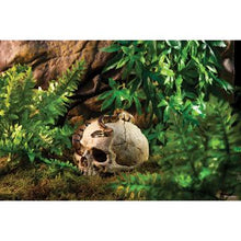 Charger l&#39;image dans la galerie, Cachette Exo Terra en forme de crâne de primate - Boutique Le Jardin Des Animaux -DécorationBoutique Le Jardin Des AnimauxPT2855
