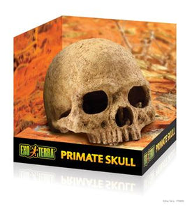 Cachette Exo Terra en forme de crâne de primate - Boutique Le Jardin Des Animaux -DécorationBoutique Le Jardin Des AnimauxPT2855