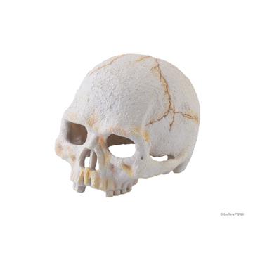 Crâne de primate Exo Terra, petit - Boutique Le Jardin Des Animaux -DécorationBoutique Le Jardin Des AnimauxPT2926