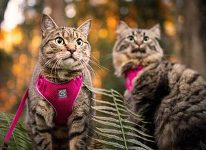 Harnais pour chat Rose - ADVENTURE KITTY HARNESS - RC Pets - Boutique Le Jardin Des Animaux -CollierBoutique Le Jardin Des Animaux