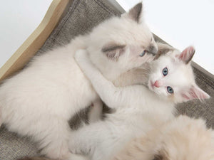 Meuble Cabana Vesper, arbre à chat - Boutique Le Jardin Des Animaux -Griffoir, meuble et litBoutique Le Jardin Des Animaux52114